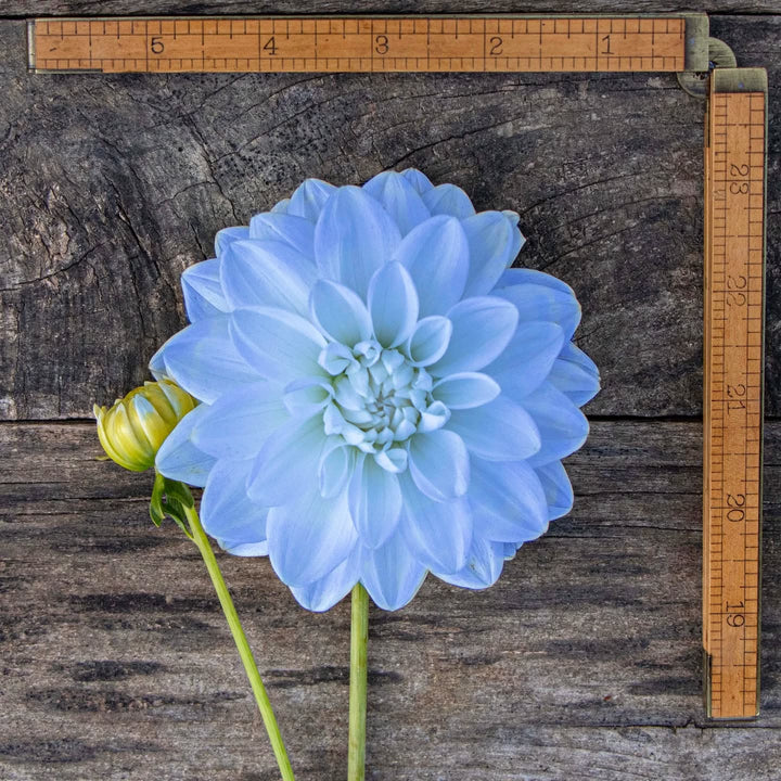 Sea Blue Dahlia Flower Seeds for Planting – Heirloom, Non-GMO Wildflower Mix, Organic Garden Seeds