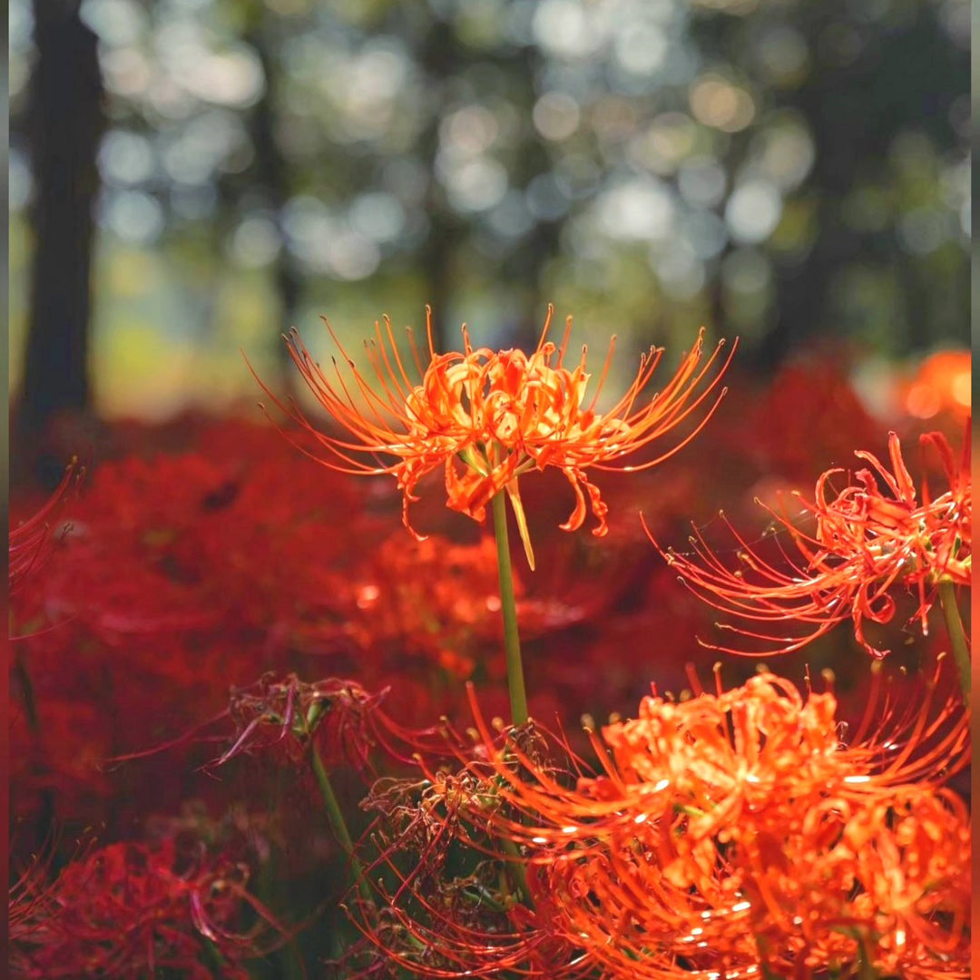 Orange Higanbana Flower Seeds for Planting – Heirloom, Non-GMO, Seasonal Bloomer, High Germination
