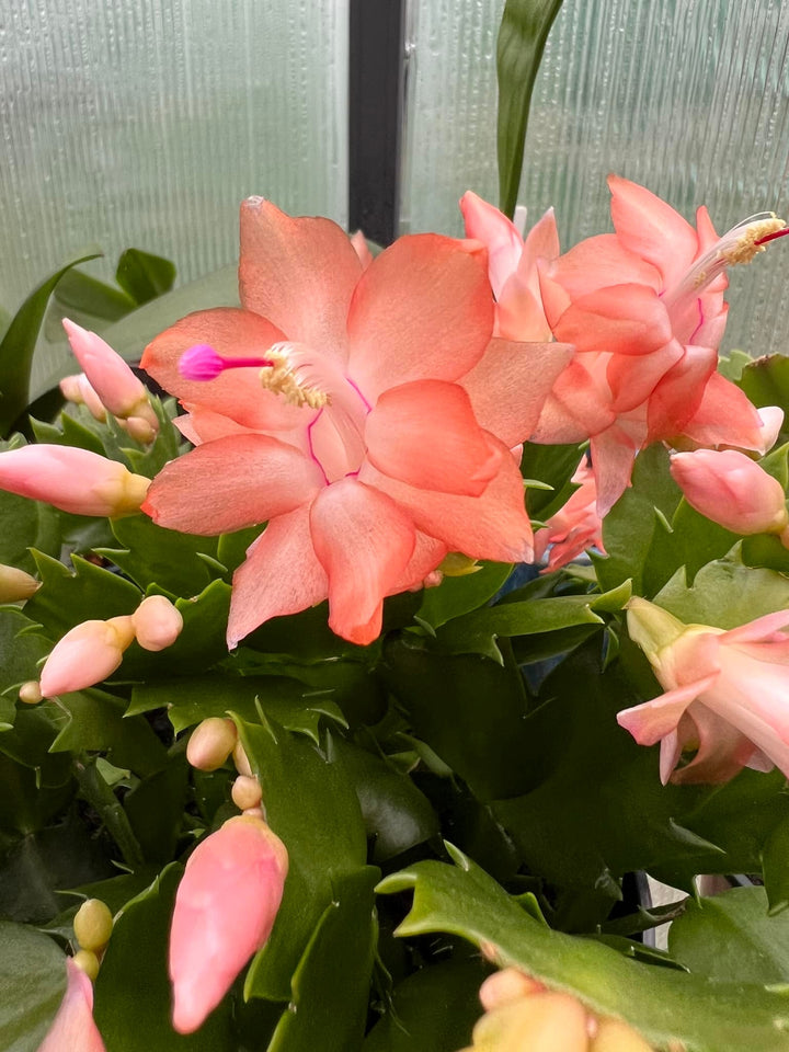 Peach Schlumbergera Flower Seeds for Planting – Heirloom Non-GMO, High Germination Organic Garden Seeds