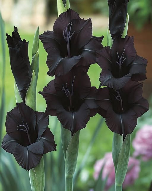 Black Gladiolus Flower Seeds for Planting – Fragrant Blossoms, Heirloom, Non-GMO Home Garden