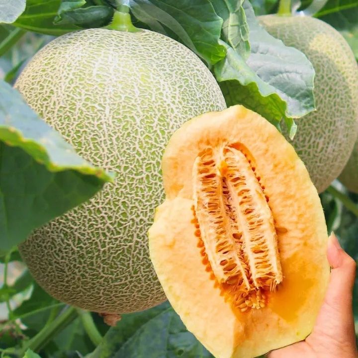 Chinese Hami Melon fruit seeds for planting - Heirloom & Non-GMO garden seeds for sweet nutritious harvests