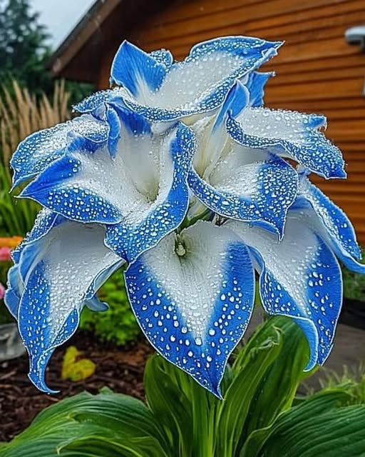 Blue Hippeastrum Flower Seeds for Planting – Heirloom Non-GMO, High Germination Organic Garden Seeds