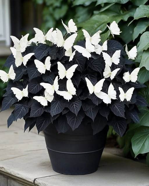 Grow Striking Black &amp; White Begonia Blooms with Elegant Butterfly-Like Beauty