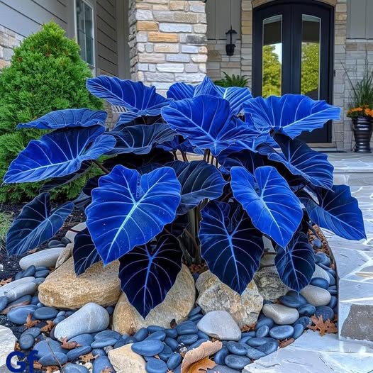 Blue Caladium Bicolor Flower Seeds for Planting – Compact Growth, Heirloom &amp; Non-GMO Seeds for Home Garden