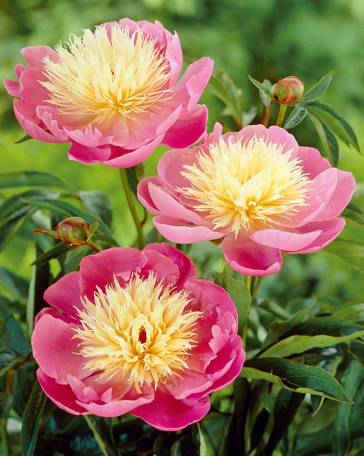 Pink Yellow Walter Mains Flower Seeds for Planting – Heirloom, Non-GMO, Long Bloom, High Germination