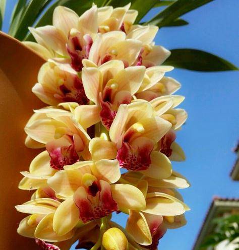 Cymbidium Maxillaria Goeringii Seeds for Planting Light Orange – Colorful Display, Heirloom, Non-GMO, High Germination Organic Garden Seeds