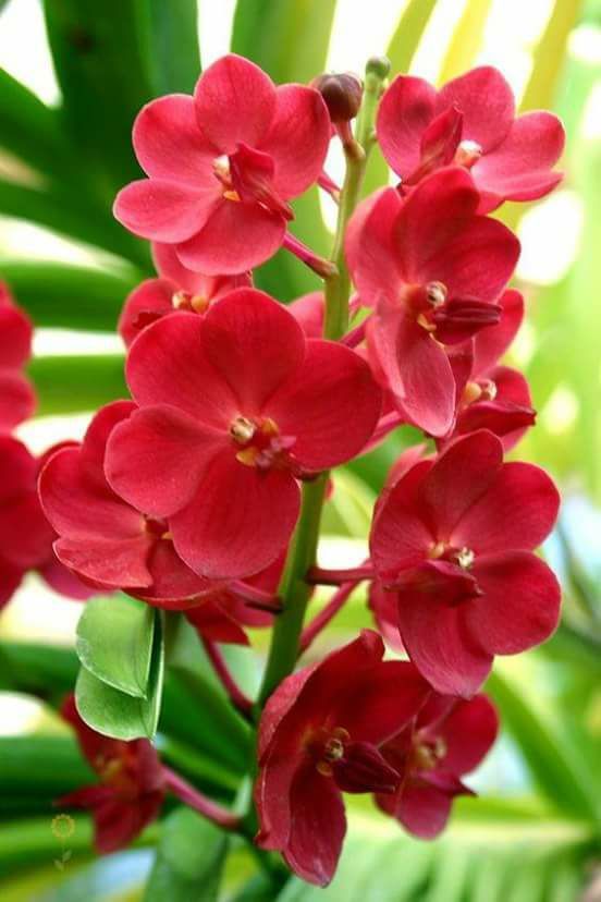 Red Orchid Flower Seeds for Planting – Heirloom, Non-GMO, Seasonal Bloomer with High Germination