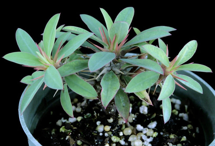 Green Euphorbia Duranii Flower Seeds for Planting – Heirloom, Non-GMO, High Germination Seeds