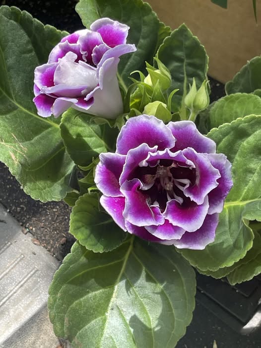 Purple White Gloxinia Flower Seeds for Planting – Heirloom, Non-GMO, Compact Growth, High Germination