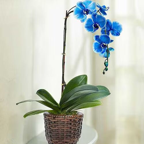 Blue Orchid Phalaenopsis Seeds for Planting – Heirloom, Non-GMO, High Germination Orchid Seeds