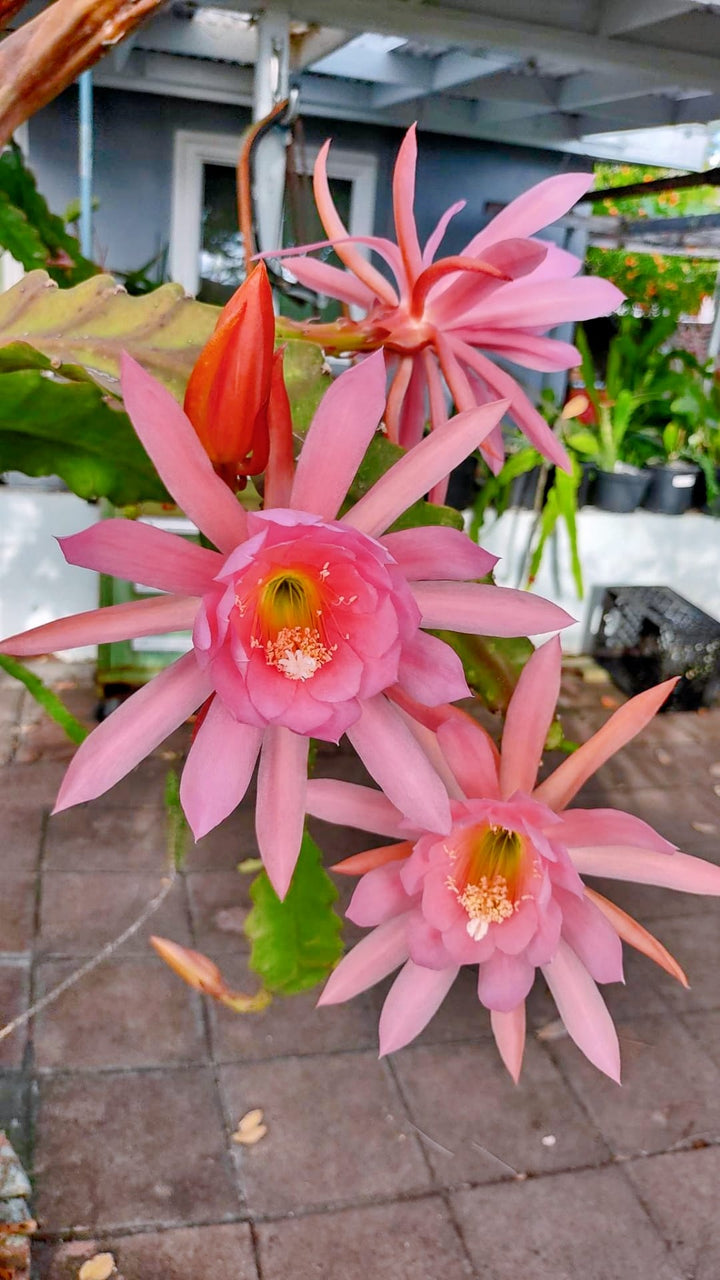 Light Pink Epiphyllum Flower Seeds for Planting – Heirloom Non-GMO Organic Garden Seeds with High Germination
