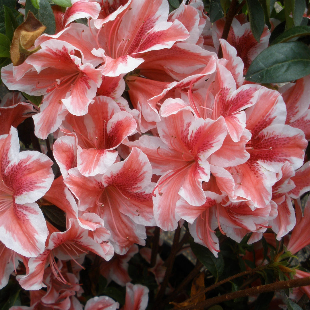 White Red Azalea Flower Seeds for Planting – Heirloom, Non-GMO, High Germination Organic Garden Seeds