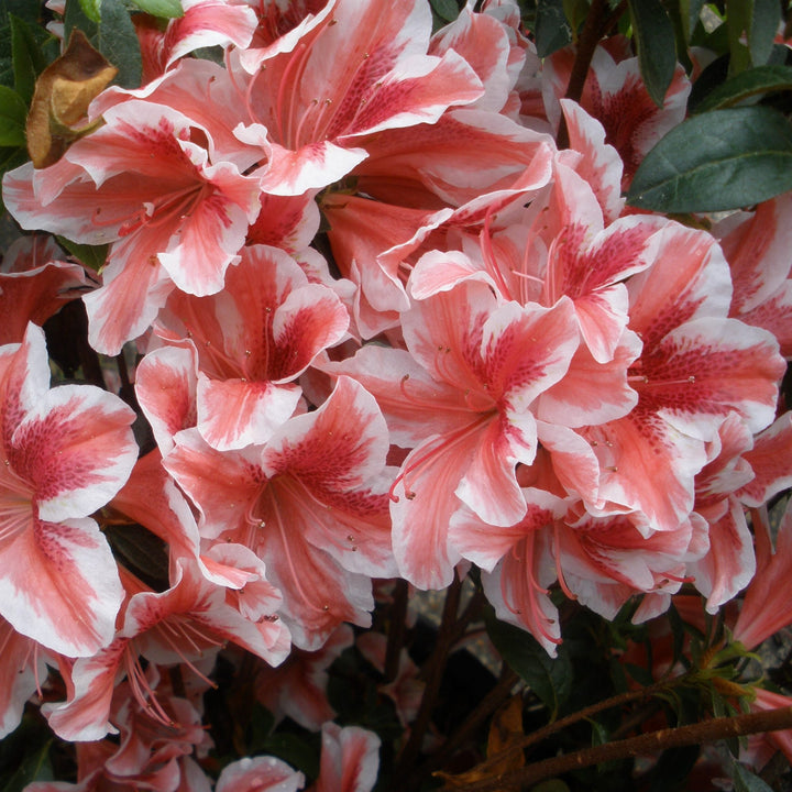White Red Azalea Flower Seeds for Planting – Heirloom, Non-GMO, High Germination Organic Garden Seeds