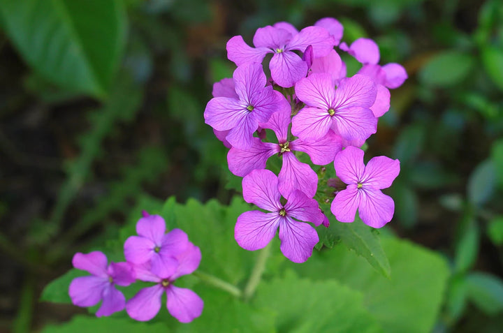 Honesty Flower Seeds for Planting – Heirloom, Non-GMO, High Germination Organic Garden Seeds