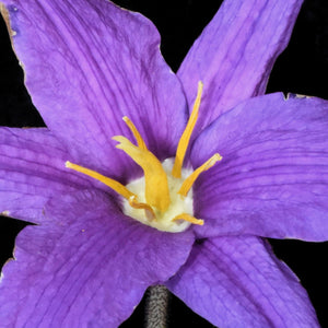 Flower Seeds, Seeds,Seeds For Planting,Plant Seeds