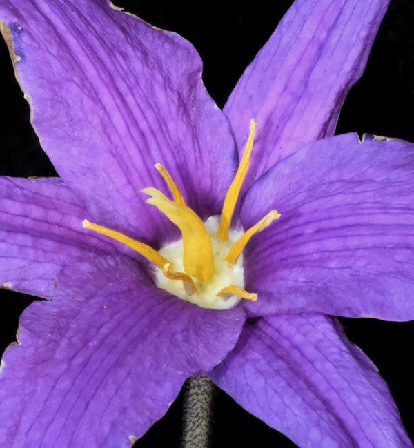 Flower Seeds, Seeds,Seeds For Planting,Plant Seeds