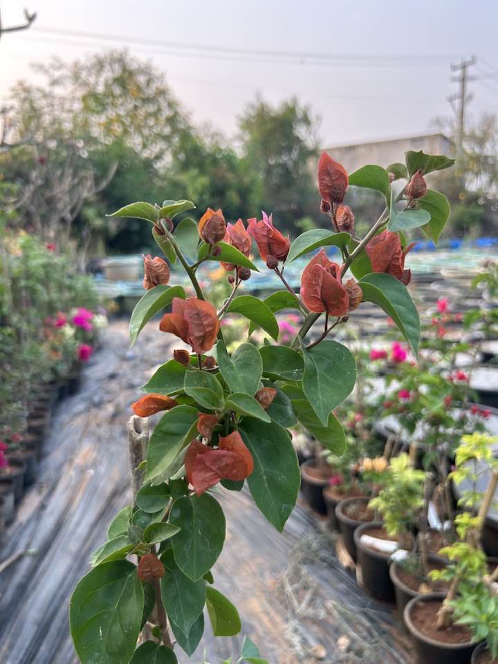 Brown Bougainvillea Flower Seeds for Planting – Heirloom Non-GMO, High Germination Organic Garden Seeds