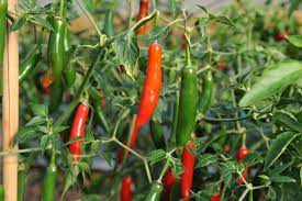 Serrano Pepper Vegetable Seeds for Planting – Heirloom & Non-GMO Garden Seeds