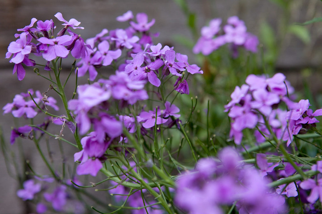 Hesperis Flower Seeds for Planting – Heirloom Non-GMO, High Germination Organic Garden Seeds for Home Garden