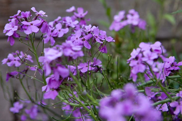 Hesperis Flower Seeds for Planting – Heirloom Non-GMO, High Germination Organic Garden Seeds for Home Garden