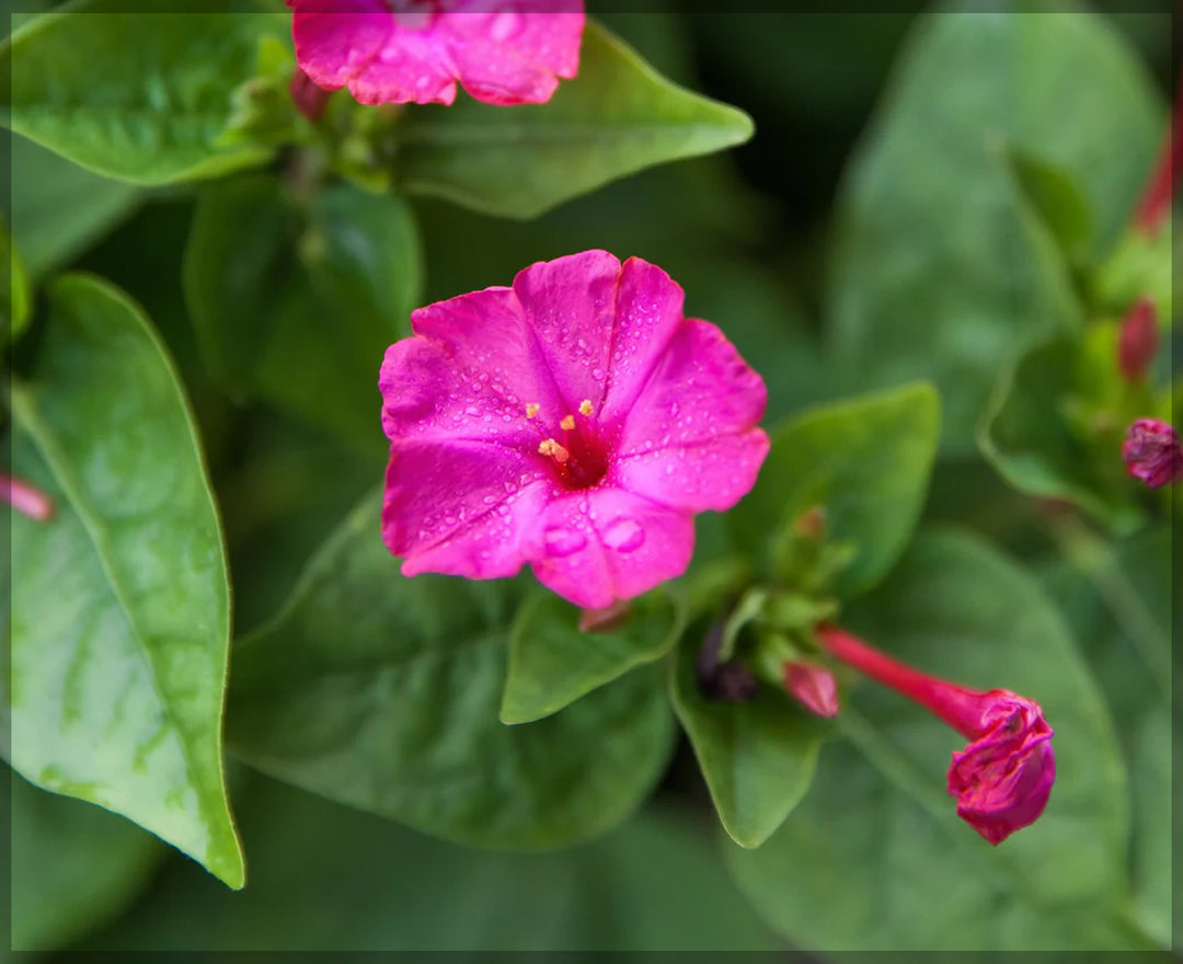 Mirabilis Flower seeds for Planting – Compact Growth, Heirloom, Non-GMO Seeds for Home Garden