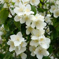 White Philadelphus Coronarius Flower Seeds for Planting – Heirloom, Non-GMO, Easy to Grow, High Germination