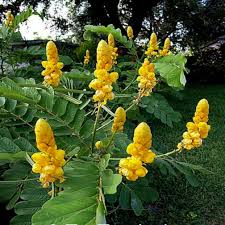 Flower Seeds, Seeds,Seeds For Planting,Plant Seeds