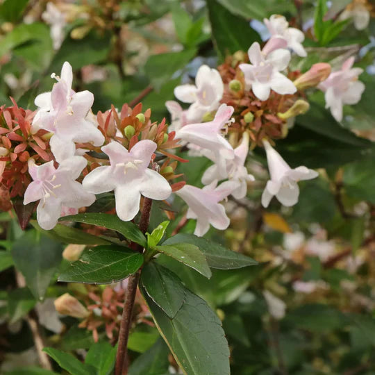 Red Abelia Flower Seeds for Planting – Heirloom, Non-GMO, High Germination Organic Garden Seeds