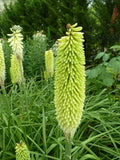 Green Kniphofia Flower Seeds for Planting – Heirloom, Non-GMO, Cottage Garden Organic Seeds