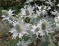 Silver Holly Flower Seeds for Planting – Heirloom, Non-GMO, Organic Garden Seeds
