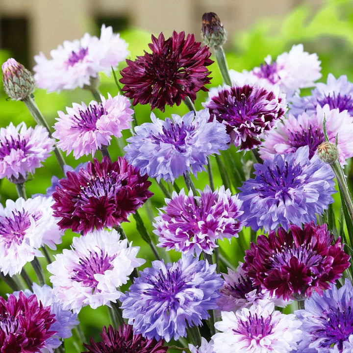 Cornflower Seeds for Planting – Easy to Grow, Heirloom, Non-GMO Organic Garden Seeds
