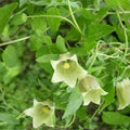 Codonopsis Flower Seeds for Planting – Heirloom, Non-GMO, High Germination Premium Quality Seeds