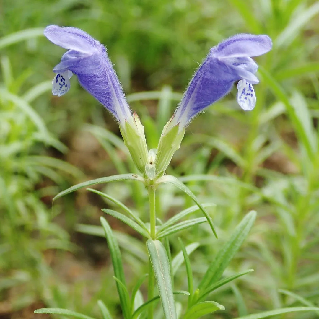 Flower Seeds, Seeds,Seeds For Planting,Plant Seeds