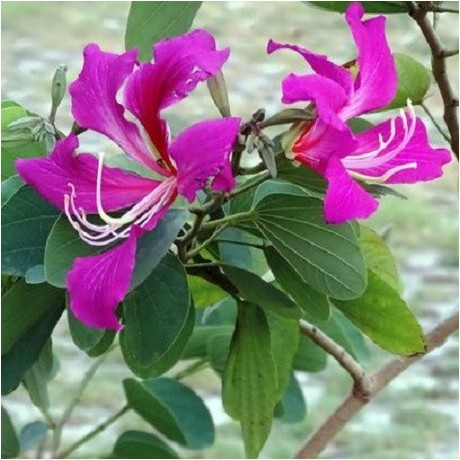 Flower Seeds, Seeds,Seeds For Planting,Plant Seeds