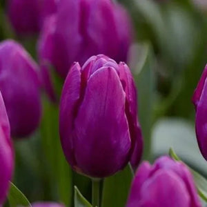 Flower Seeds, Seeds,Seeds For Planting,Plant Seeds