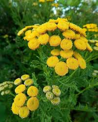 Tansy Herb Seeds (Tanacetum vulgare) for Planting – Heirloom, Non-GMO Medicinal & Companion Plant