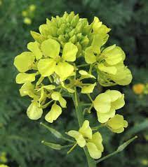 White Mustard Seeds (Sinapis alba) for Planting – Heirloom, Non-GMO Seeds for Culinary Use & Soil Enrichment