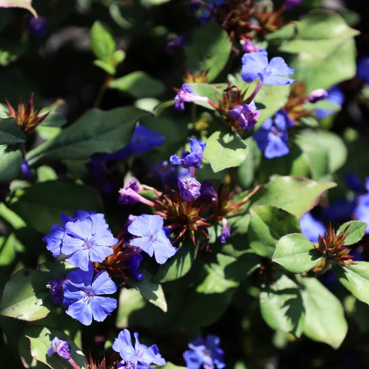 Ceratostigma Plumbaginoides Flower Seeds for Planting – Heirloom, Non-GMO, High Germination Organic Garden Seeds