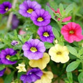 Calibrachoa Flower Seeds – Heirloom, Non-GMO, Vibrant Colors