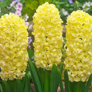 Flower Seeds, Seeds,Seeds For Planting,Plant Seeds