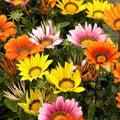 Mix Gazania Flower Seeds for Planting – Perfect for Borders, Heirloom, Non-GMO, High Germination Organic Garden Seeds
