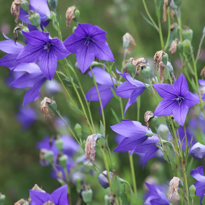 Patycodon Flower Seeds for Planting – Heirloom, Non-GMO, High Germination Organic Garden Seeds