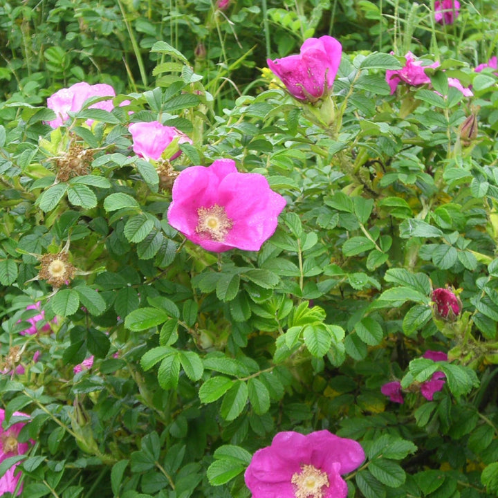 Flower Seeds, Seeds,Seeds For Planting,Plant Seeds
