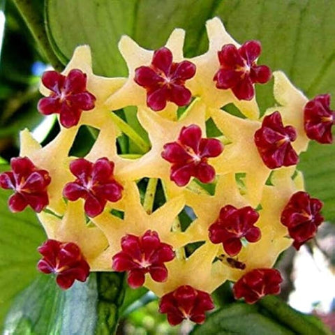 Flower Seeds, Seeds,Seeds For Planting,Plant Seeds