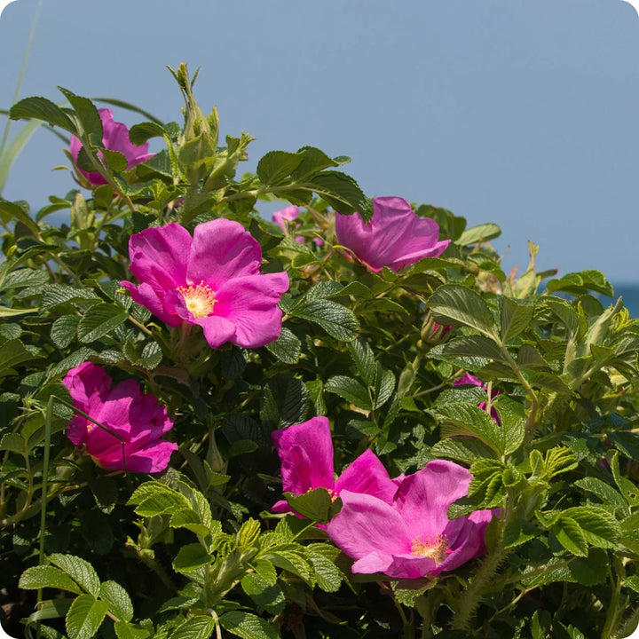 Flower Seeds, Seeds,Seeds For Planting,Plant Seeds