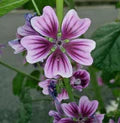 Purple White Zebra Mallow Flower Seeds for Planting – Heirloom, Non-GMO, High Germination Organic Garden Seeds