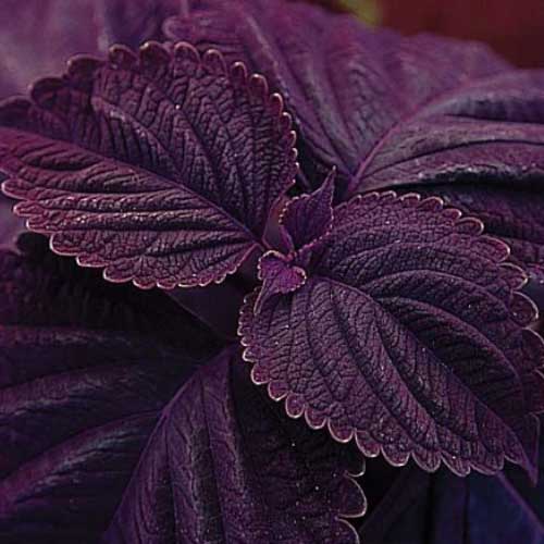 Deep Purple Coleus Plant Seeds for Planting – Heirloom, Non-GMO, High Germination Organic Garden Seeds
