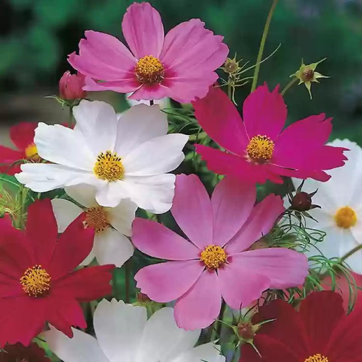 Flower Seeds, Seeds,Seeds For Planting,Plant Seeds