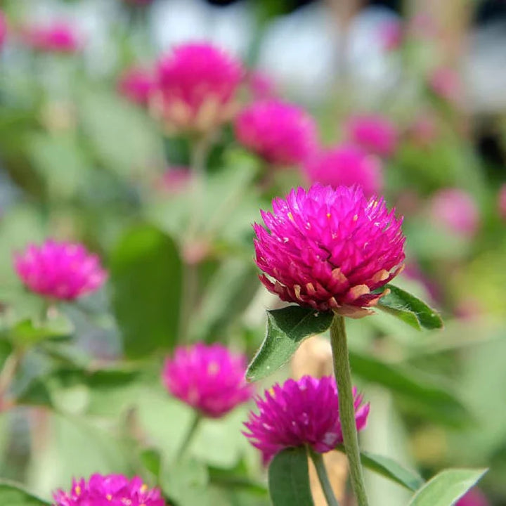 Flower Seeds, Seeds,Seeds For Planting,Plant Seeds