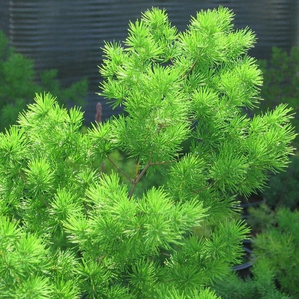 Flower Seeds, Seeds,Seeds For Planting,Plant Seeds